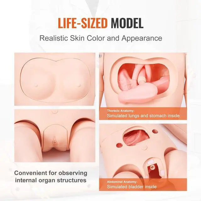 Alt view image 4 of 7 - VEVOR Nursing Training Manikin, Male/Female Life Size Demonstration Human Manikin for Nursing Training, Multifunctional Education Teaching Model, PVC Anatomical Mannequin Body Care Simulator Model