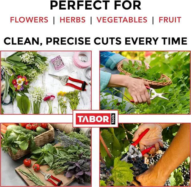 Alt view image 3 of 6 - TABOR TOOLS Pruning Shears, Florist Scissors, Multi-Tasking Garden Snips for Arranging Flowers, Trimming Plants and Harvesting Herbs, Fruits or Vegetables. K17A. (Straight, Stainless Steel Blades)