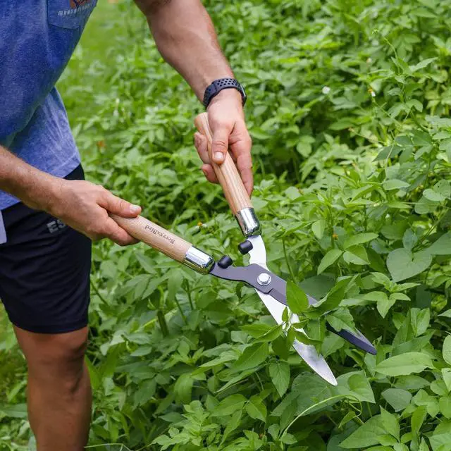 Alt view image 2 of 7 - Berry&Bird Garden Hedge Shears,19.88''Heavy Duty Pruning Shear for Trimming Borders and Bushes, Manual Hedge Clippers with Wooden Handles & Carbon Steel Sharp Blades Gardening Scissors