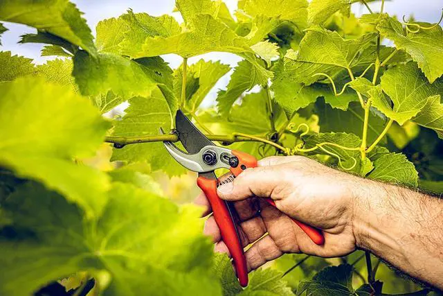 Alt view image 2 of 6 - Original LÖWE Bypass Pruner Garden Tools 14.104 | Use as Pruners, Hedge Trimmer, Garden Shears, Pruning Shears for Gardening | For cutting roses, twigs, branches, and cut flowers | Made in Germany