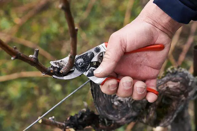 Alt view image 2 of 5 - FELCO Pruning Shears (F 14) - High Performance Swiss Made One-Hand Garden Pruner with Steel Blade,Red, Silver