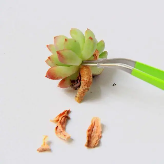 Alt view image 7 of 7 - gardening Scissors and Tweezers Combo