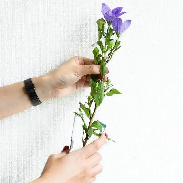 Alt view image 2 of 7 - Wazakura Rose Thorn Stripper Tool, 100% Made in Japan 4.2 in (107mm) with Finger Rest, Metal Leaf Thorn Remover Tool, Portable Flower Stem Cutter, Iron Floral Shredder for Florist