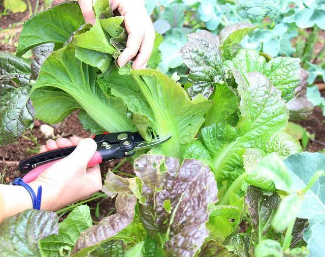 Alt view image 7 of 7 - TABOR TOOLS S851A Bypass Hand Pruner with Compound Action, Makes Clean Cuts. Professional Sharp Secateurs, Pruning Shears, Garden Shears, Clippers for the Garden.