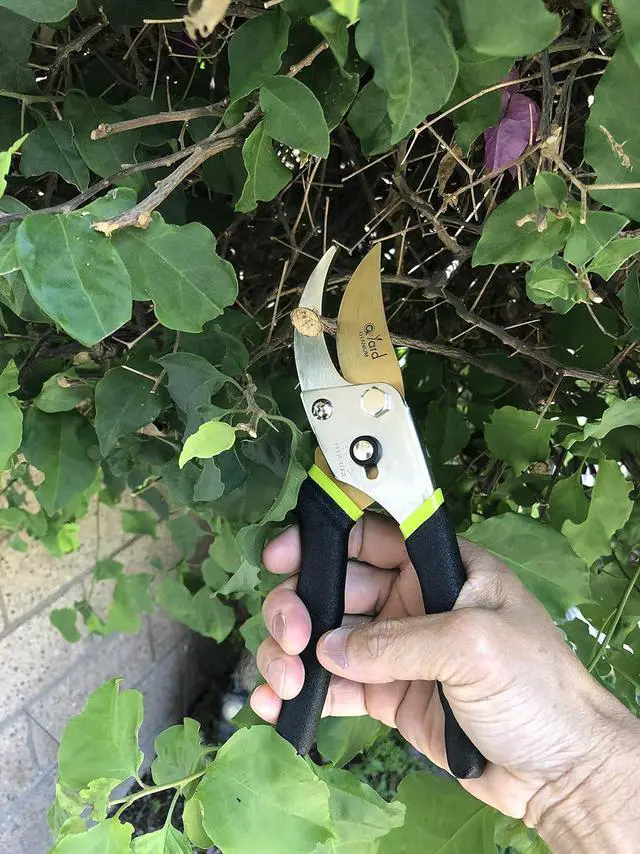 Alt view image 7 of 7 - QY-731L Traditional Bypass Pruning 8.5" Titanium Blade- Handheld Gardening Tools Shears