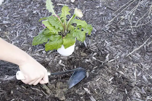 Alt view image 2 of 7 - JGI HOMI 2 - Hoe Garden Tool for Weeding, Gardening, harvesting, and Planting, Korean Homi Hand Plow, Durable, Sharp, and Ergonomic