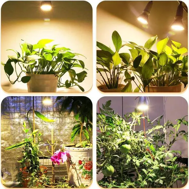 Alt view image 6 of 7 - 2 Pack LED Grow Light Bulb, 30W Full Spectrum Plant Light Bulb Warm LED Grow Lights for Indoor Plants Vegetables, Flowers, Houseplants and Seedlings, E26 Lamp for Greenhouse, Garden, Hydroponic