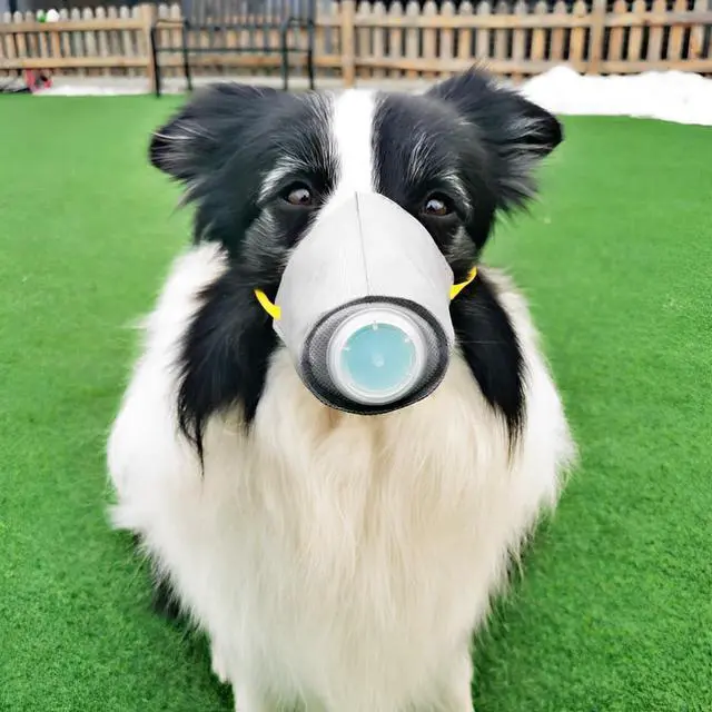 Alt view image 5 of 6 - 3 Pcs Adjustable Gas Mask for Dogs - Reusable, Breathable Air Filter and Respirator Muzzle for Large and Small Dogs