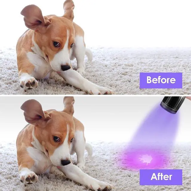 Alt view image 5 of 7 - 1408 365nm Black Light UV Flashlight with 3 LEDs Professional UV Light,Powerful Blacklight Flashlight for Pet Urine Finding & Mineral, Antique Detection, Scorpion Search, etc