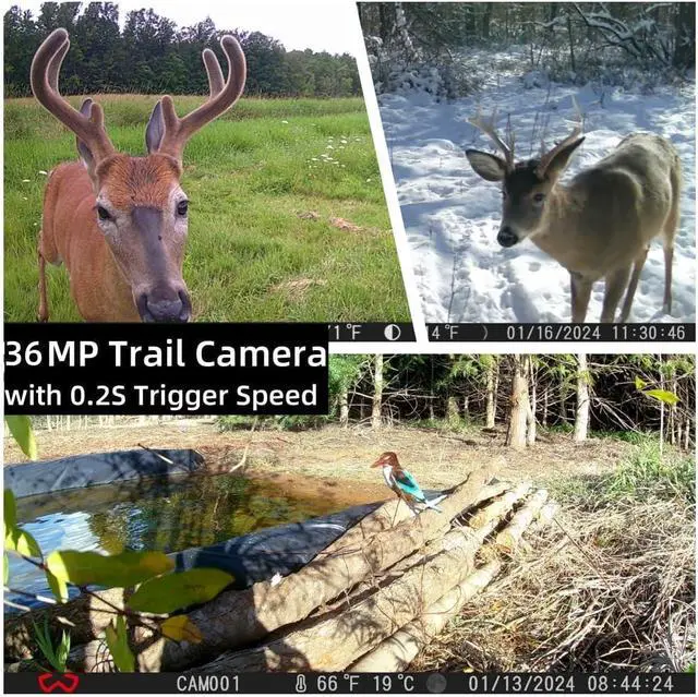 Alt view image 2 of 6 - Trail Camera 3 Pack 36MP 1920P HD Game Camera with SD Cards, 0.2s Trigger Time Infrared Night Vision Motion Activated Hunting Cam, IP66 Waterproof 2.0''LCD Wildlife Camera for Monitoring