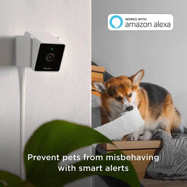 Alt view image 4 of 5 - Petcube Cam Indoor Home Security Camera with 1080p HD Video, Two-Way Audio, Motion Detection, and Phone App, Night Vision Wi-Fi Camera for Apartment Security, Video Baby Monitor, Pet Camera (2pack)