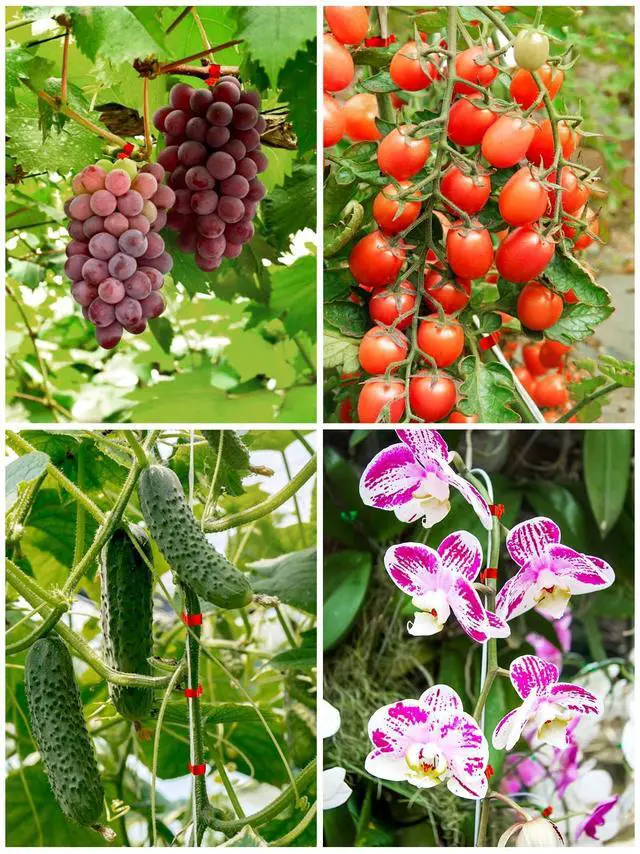 Alt view image 7 of 7 - GROWNEER Plant Tying Machine Plant Tapener, Garden Tape Tool with 15 Rolls Tapes and 10000pcs Staples, Plant Tape Gun Tying Tape Tool to Tie Up Vine Tomatoes Grapes Vegetables Garden, Green