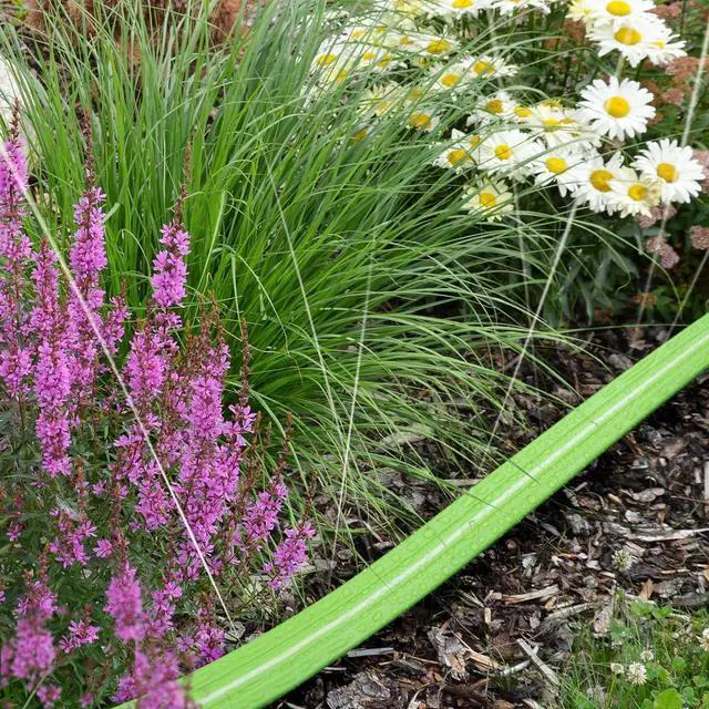 Alt view image 6 of 6 - LAVEVE Sprinkler Soaker Hose for Yard 100 FT, Heavy Duty Garden Water Hoses with Stakes, Sprinklers System for Lawn, Flexible Drip Irrigation Tubing (50FT x 2 Pack)