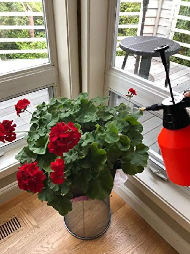 Alt view image 4 of 6 - Polyte One Hand Pressure Sprayer for Lawn, Garden, Pest Control, 50 oz / 1.5 Liter, 1 Pack