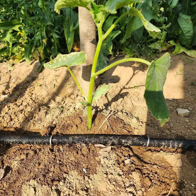 Alt view image 4 of 7 - Atlantic Short Soaker Hose 1/2 IN.x10 FT, Solid Brass Connectors with Food Grade Coating, Keep Your Plants Healthy