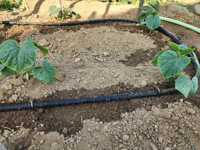 Alt view image 5 of 7 - Atlantic Short Soaker Hose 1/2 IN.x10 FT, Solid Brass Connectors with Food Grade Coating, Keep Your Plants Healthy