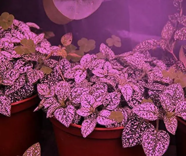 Alt view image 2 of 4 - Miracle LED Absolute Daylight MAX Red & Blue LED Grow Lite - Replaces up to 150W
