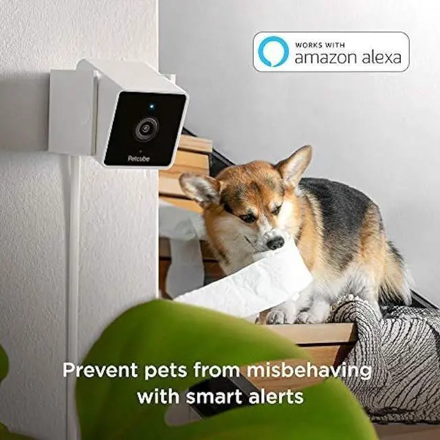 Alt view image 3 of 6 - Petcube Pack of 2 Cam Indoor Wi-Fi Pet and Security Camera with Phone App, Pet Monitor with 2-Way Audio and Video, Night Vision, 1080p HD Video and Smart Alerts for Ultimate Home Security (2 Pack)