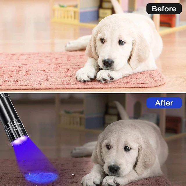 Alt view image 6 of 7 - 40-Pack Mini UV Handheld Blacklight Flashlights with Lanyard Assorted Colors, Detector for Pet Urine, Dry Stains & Scorpion Hunting