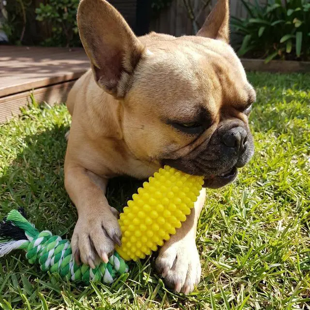 Alt view image 4 of 7 - Dog Chew Toys for Aggressive Chewers, Likaty Indestructible Rope Dog Toy Puppy Chew Teething Toys for Large Medium Small Dogs,Yellow&Blue