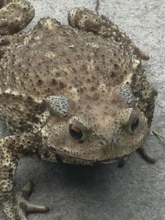 Alt view image 5 of 5 - New C21N1629 Laptop Battery for AsusVivoBook E12 E203NA E203MA X207NA E203NAH Series