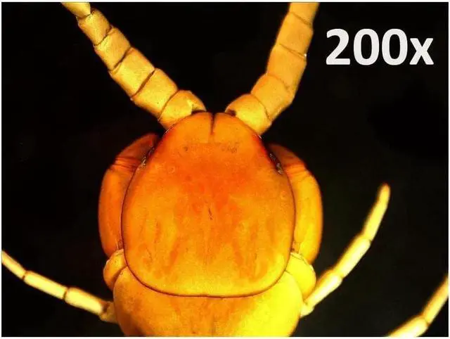 Alt view image 3 of 7 - 5 MP Digital Microscope Pro - Handheld USB Microscope Compatible with Windows PC and Mac - 20x-200x Magnification - Perfect for Stamp Collecting, Coin Collecting