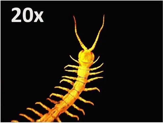 Alt view image 4 of 7 - 5 MP Digital Microscope Pro - Handheld USB Microscope Compatible with Windows PC and Mac - 20x-200x Magnification - Perfect for Stamp Collecting, Coin Collecting