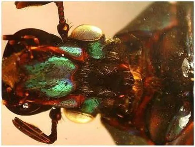 Alt view image 6 of 7 - 5 MP Digital Microscope Pro - Handheld USB Microscope Compatible with Windows PC and Mac - 20x-200x Magnification - Perfect for Stamp Collecting, Coin Collecting