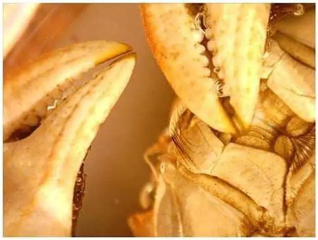 Alt view image 7 of 7 - 5 MP Digital Microscope Pro - Handheld USB Microscope Compatible with Windows PC and Mac - 20x-200x Magnification - Perfect for Stamp Collecting, Coin Collecting