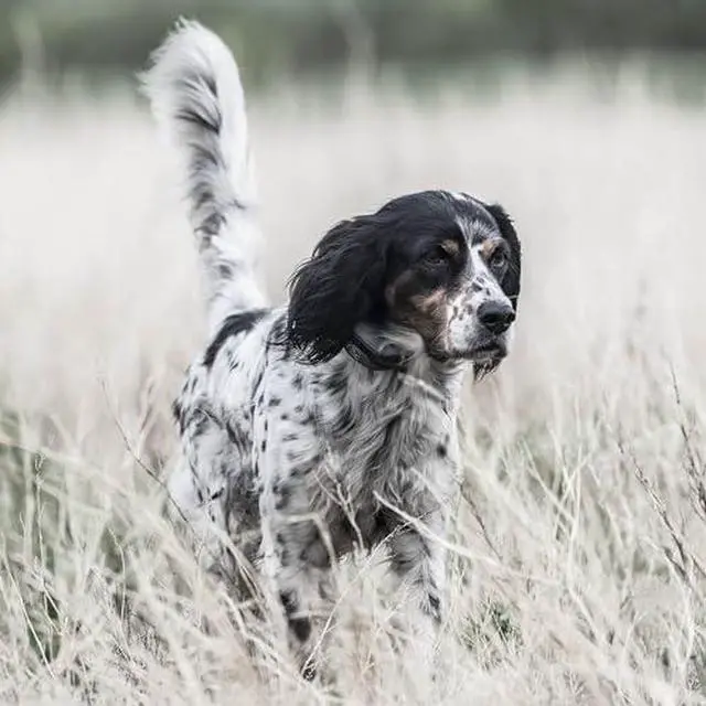 Alt view image 5 of 7 - Brand FieldSentinel 1825 Remote Trainer with Bodyguard Health Alerts  Worlds First Dog E-Collar with Health Monitoring  Train with Static, Vibrate, and Tone  1 Mile Range