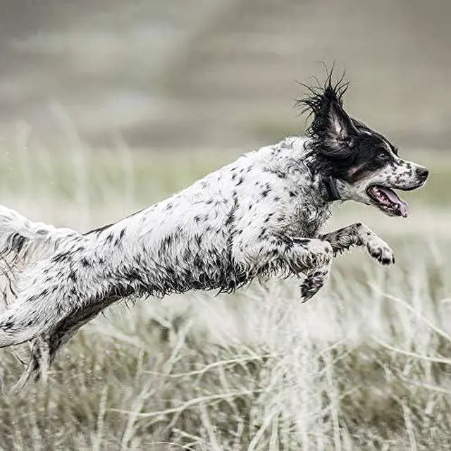 Alt view image 7 of 7 - Brand FieldSentinel 1825 Remote Trainer with Bodyguard Health Alerts  Worlds First Dog E-Collar with Health Monitoring  Train with Static, Vibrate, and Tone  1 Mile Range