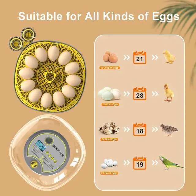Alt view image 5 of 7 - Incubator for Hatching Eggs-12 Egg Capacity, 2026 Newly Upgraded Automatic Egg Turner, Temperature & Humidity Control, 360° Viewing for Chicken, Duck and Quail Eggs (Grey)