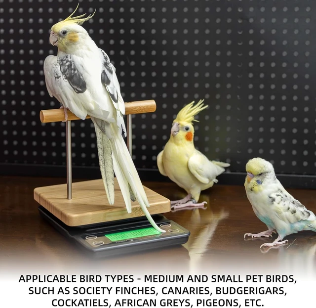 Alt view image 7 of 7 - Bird Scale with Perch for Small & Medium Birds