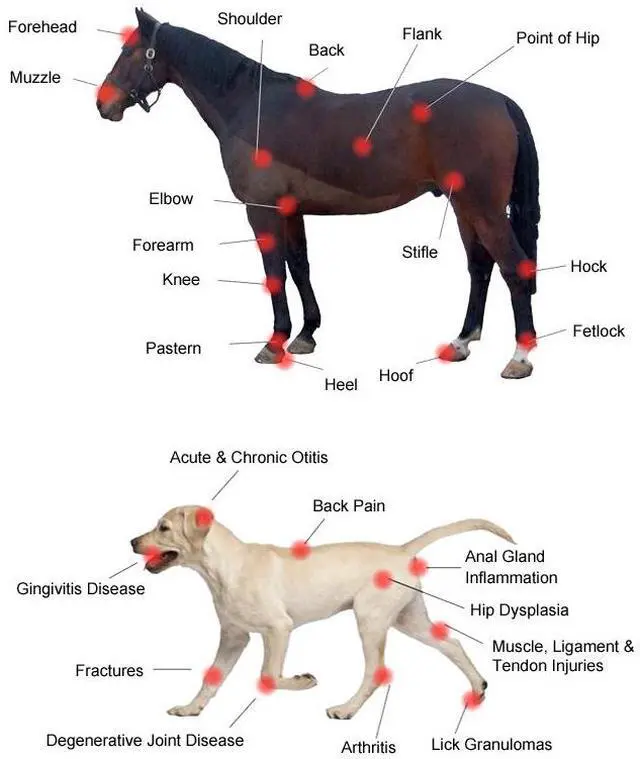 Alt view image 4 of 7 - ZJZK 305W Veterinary/Medical Grade  Intense Pulsed Light Treatment 905nm*4+808nm*10+660nm*1 Laser for Back Pain.Diminish Inflammation