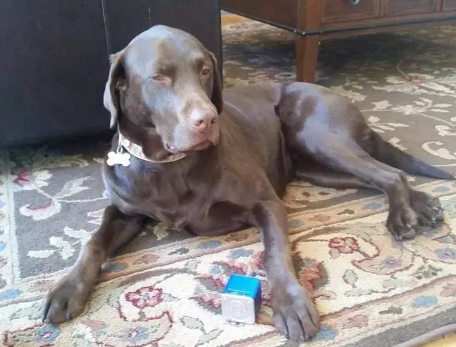 Alt view image 2 of 6 - Pet Tunes Bluetooth Speaker Preloaded with Calming Canine Music