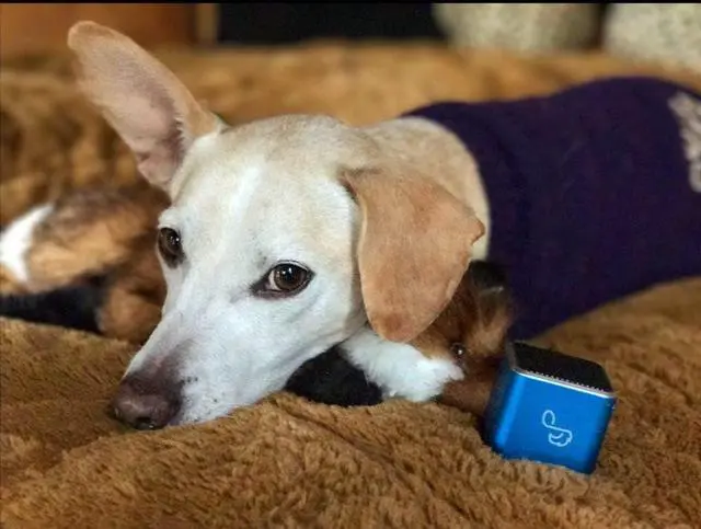 Alt view image 3 of 6 - Pet Tunes Bluetooth Speaker Preloaded with Calming Canine Music