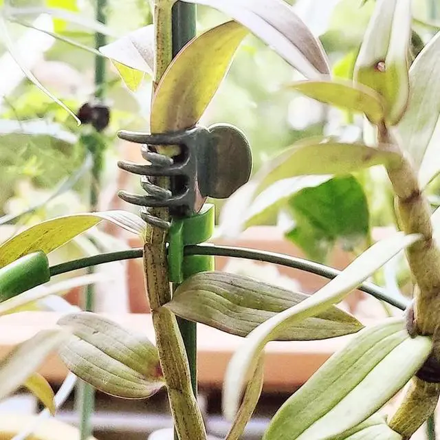 Alt view image 2 of 6 - JFEYV 50/100PCS Plant Clips Vine Clamp Plant Support for Grafting Tomato Butterfly Orchid Flowers Clip Garden Accessories Tools