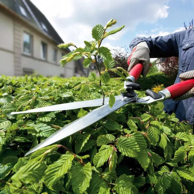Alt view image 6 of 7 - Professional Hedge Shear, Self-Sharpening 9.45" Steel Blades, Chrome-Plated Wavy 2 Sap Grooves to Prevent Sticking, Wood Handles, 4590 Red  57x21x6.5 cm