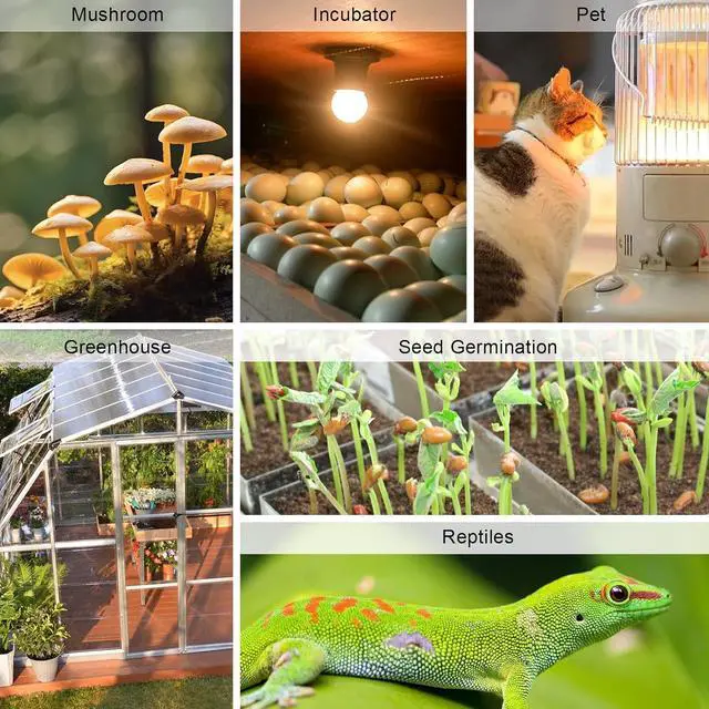 Alt view image 6 of 7 - Digital Temperature and Humidity Controller Outlet, Reptile Thermostat Plug Dual Stage Pre-Wired for Mushroom Greenhouse Homebrew Black -