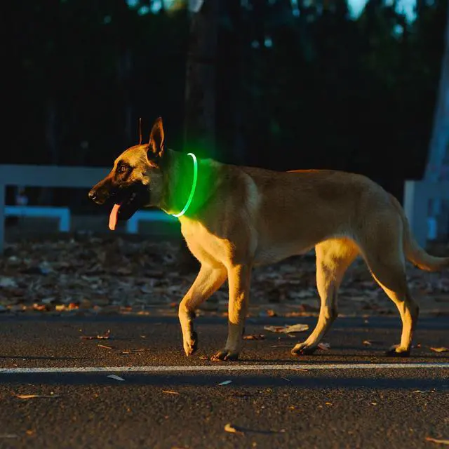 Alt view image 7 of 7 - _Mega Brand 2 Packs Light Up Dog Collar,USB Rechargeable Dog Lights for Night Walking,Adjustable Glow in The Dark Collars for Small Medium Large Dogs,Waterproof Safety Pets Lights Green&Blue