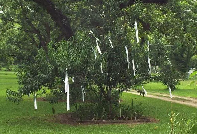 Alt view image 5 of 7 - _Mega Brand Bird Scare Tape Ribbon Flash Double Sided Reflective Ribbon 298 Feet