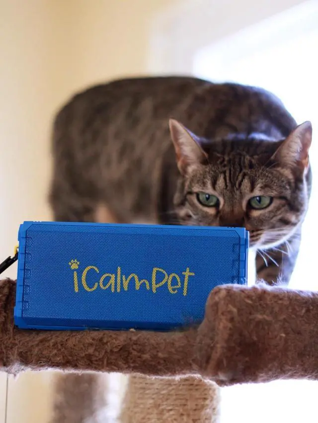 Alt view image 3 of 5 - Cat Lovers Deluxe | iCalmPet Ruff 'n Ready Portable Speaker with 5-hrs Cat Calming Music | 3 MicroSDs