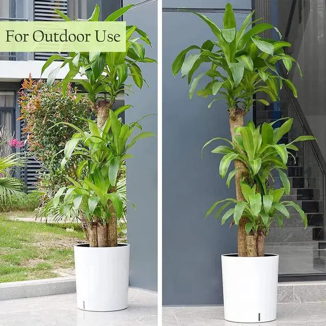 Alt view image 7 of 7 - SAROSORA Large Round Self Watering Planter Pot 12.5'' 2-Pack for Home Garden Patio Tall Tree(White,2-Pack)