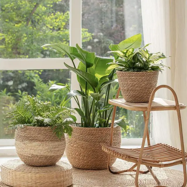 Alt view image 2 of 6 - Natural Seagrass Large Planter, Plant Pots Cover, Indoor Planters Flower Pots, 13.5+12+9 inch Pack 3