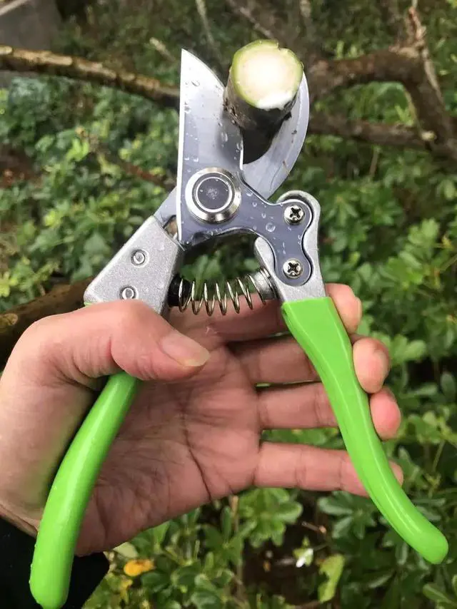 Alt view image 6 of 7 - Garden Shears, Japanese Pruning Shears for Heavy Duty, Flowers Herbs Grapes Plant and Branch Cutters, Clippers, Trimmers, Scissors (Green) Green -