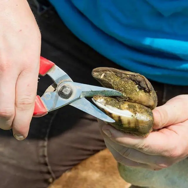 Alt view image 4 of 5 - ARS 140DXR Smooth Blade Hoof Trimmer & Garden Pruning Shears Red -