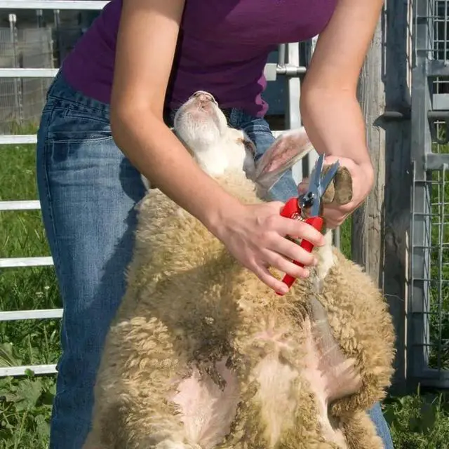 Alt view image 3 of 5 - ARS 140DXR Smooth Blade Hoof Trimmer & Garden Pruning Shears Red -