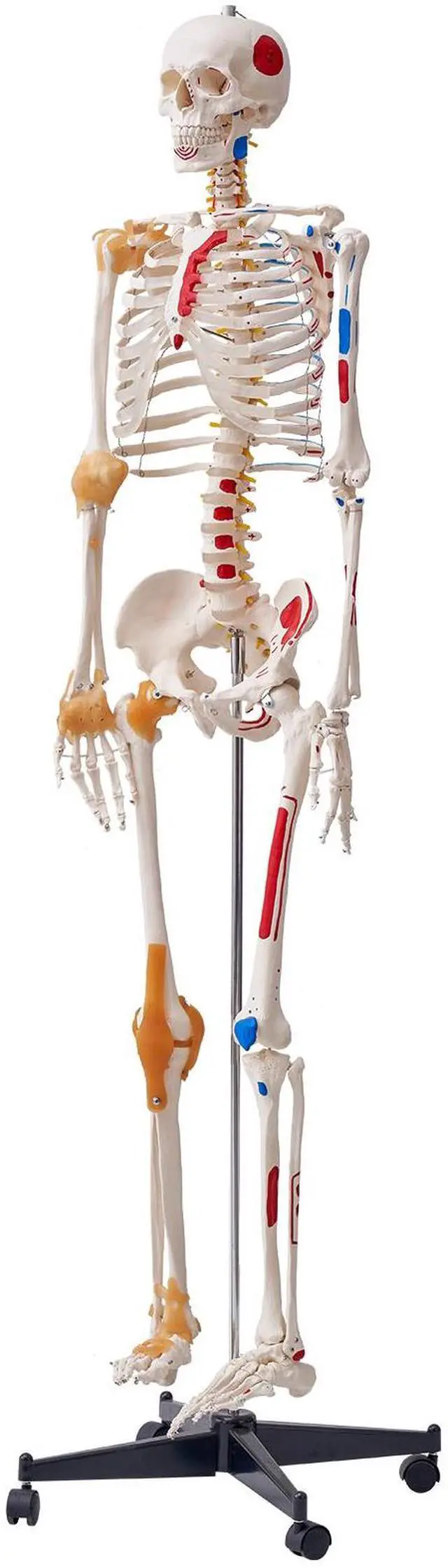 Alt view image 8 of 14 - VEVOR Human Skeleton Model for Anatomy, 71.65" Life Size, Accurate PVC Anatomy Skeleton Model with Ligaments, Movable Arms, Legs & Jaw, with Muscle Origin & Insertion Points, for Professional Teaching