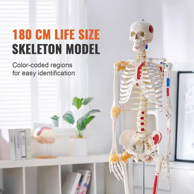 Alt view image 9 of 14 - VEVOR Human Skeleton Model for Anatomy, 71.65" Life Size, Accurate PVC Anatomy Skeleton Model with Ligaments, Movable Arms, Legs & Jaw, with Muscle Origin & Insertion Points, for Professional Teaching