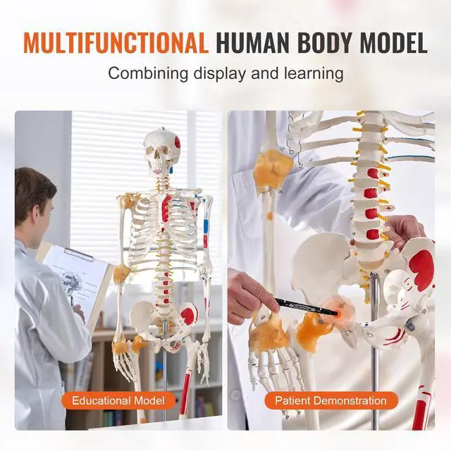 Alt view image 13 of 14 - VEVOR Human Skeleton Model for Anatomy, 71.65" Life Size, Accurate PVC Anatomy Skeleton Model with Ligaments, Movable Arms, Legs & Jaw, with Muscle Origin & Insertion Points, for Professional Teaching